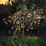 Jujube Hortus 4 * Palermo