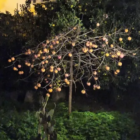 Jujube Hortus 4 * Palermo